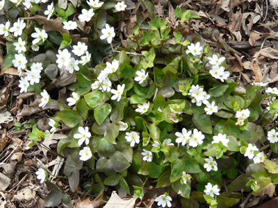 Hepatica is one of the first to bloom