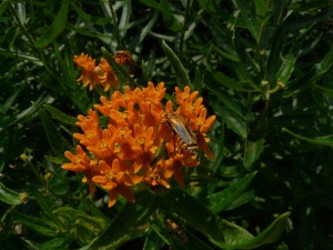 Butterflyweed
