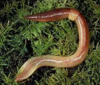 Adult worm ready to lay eggs.