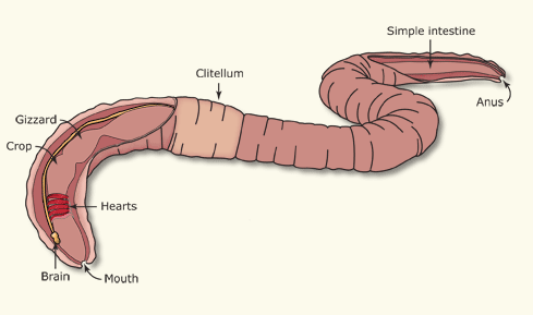 A worm has 5 hearts