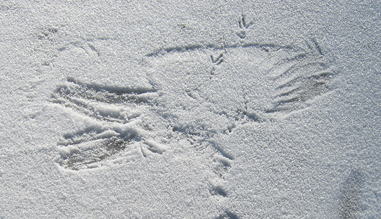 A crow landed leaving its wing and tail feathers in the snow.