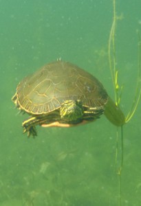 21. turtle