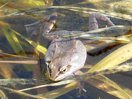 A calling wood frog with inflated abdominal sacs.