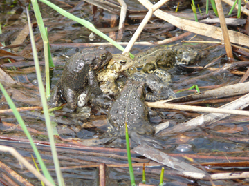 Mating American Toads