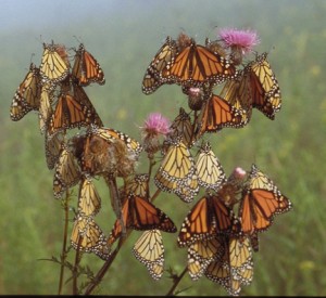 Migrating monarchs resting in the morning light