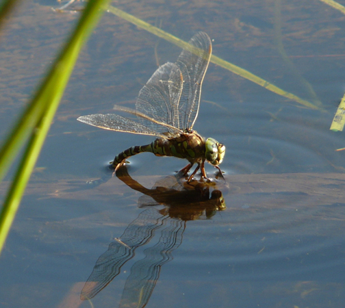 Dragonfly laying Eggs
