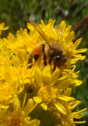 Honey bee with full pollen baskets.