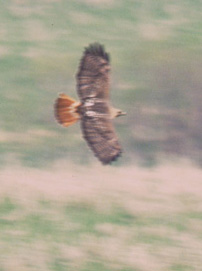 A Red-tail soaring.
