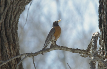 Male robin calling in early spring