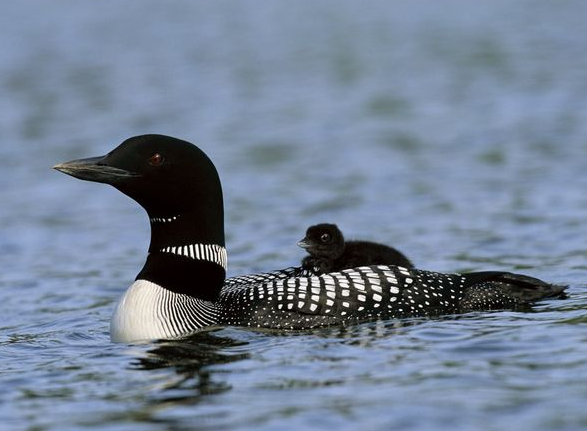 A hatchling common loon hitching a ride on its mother's back.