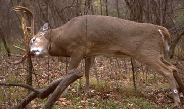 A buck marking its territory by rubbing the velvet off its antlers (Dominique Braud).