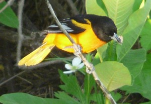 Northern oriole