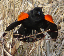 Male red-wing blackbird displaying at its cattail territory.