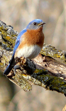 Male bluebird