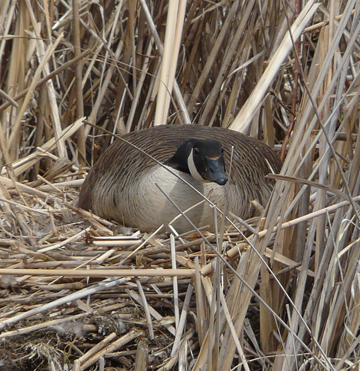 Canada goose nesting on muskrat hut.