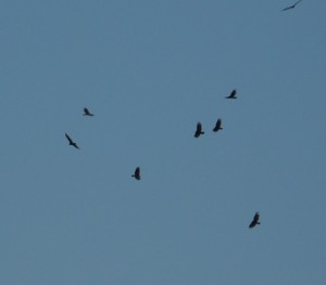A "kettle" of migrating turkey vultures.