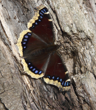 Mourning cloak is an early spring butterfly.