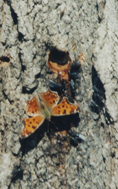 An anglewing feeding on maple sap in late March.