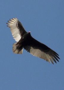 A soaring turkey vulture (photo by Mike Farrell)