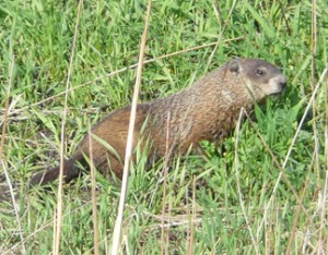 A groundhog feeding in early Spring.