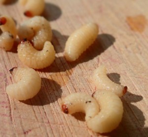 acorn weevil larvae