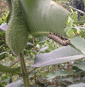 Monarch larva on the milkweed