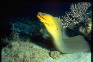 Moray eel coming out of its hole (Jane Ball)