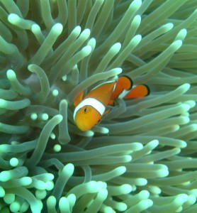 Clownfish Barrier Reef Australia (Colin Anderson)
