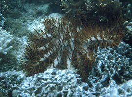 Crown of Thorns, Great Barrier Reef, Australia (Shane Anderson)