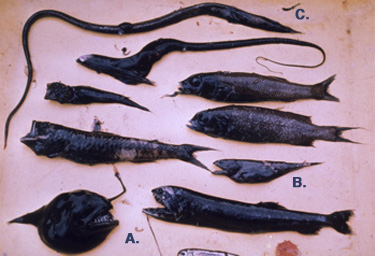 Anglerfish (A), Black Swallower (B), Snipe Eel (C) (Western Marine Lab)