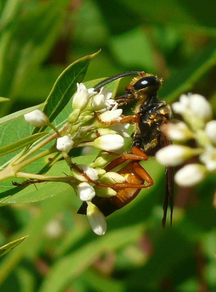 Great Golden Digger Wasp on Dogbane.