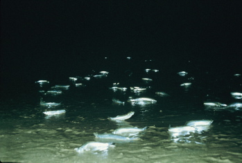 Grunion coming out of the water during high tide (Western Marine Laboratories)