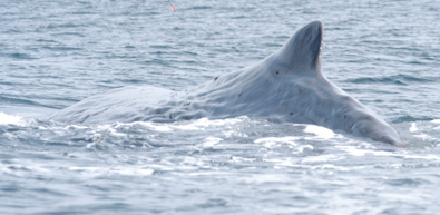 Back of a sperm whale (Alexei Calambokidis)