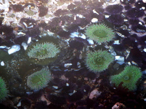 Green Sea Anemone (Allison Redfield Wade)