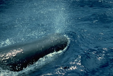 Sperm Whale (Lawrence Wade)