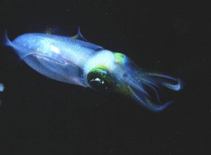 Cuttlefish (Jane Ball)