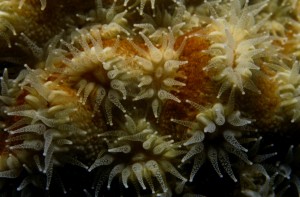 Star Coral,polyps open and feeding at night (Jane Ball)