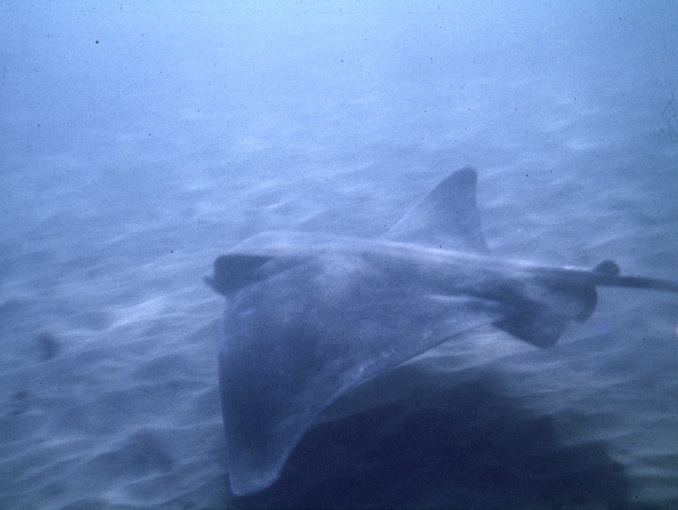 Manta ray swimming over sandy area (Western Marine Laboratory)