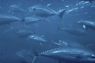 Yellowfin Tuna ( Nooa)