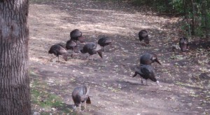Turkeys Feeding