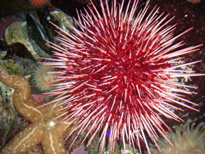 Sea Urchin (Shane Anderson)