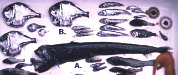 Hatchetfish (B); Viperfish A (Western Marine Lab)
