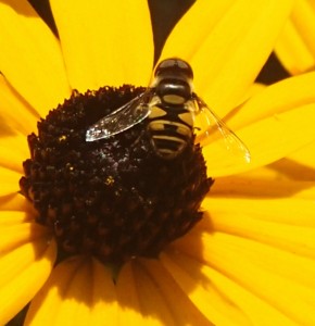 Bee Fly on Black-eyed Susan