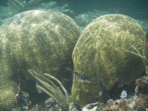Brain Coral, Yucatan Coast, Mexico (Aaron Wade)