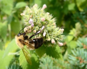 Bumblebee sp. on Monarda.