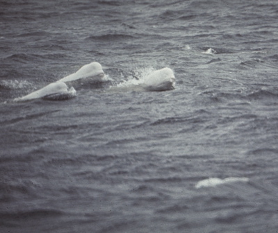 Belugas surfacing (L. Wade)