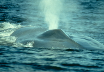 Blue Whale Surfacing (Gretchen Steiger, Cascadia Research)