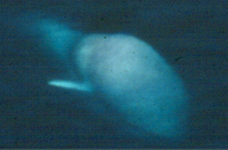 Blue Whale Feeding (J. Calambokidis, Cascadia Research)
