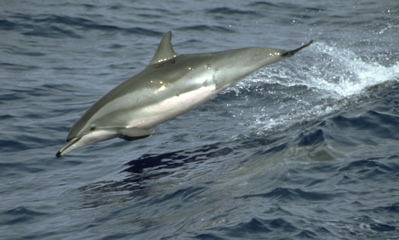 Common Dolphin (James Cotton)