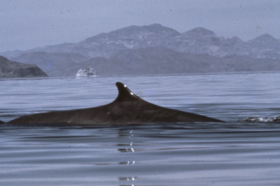 Fin Whale dorsal fin, Baja California (Paul Kelly)